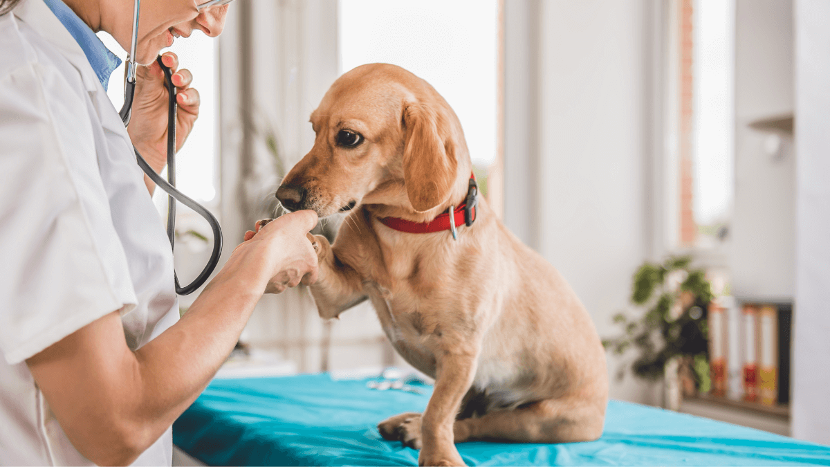 veterinarian checking the dog