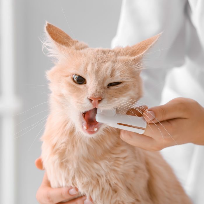 A person brushing a cats teeth