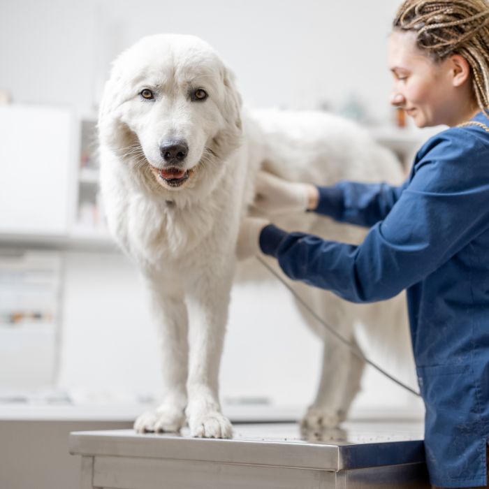 A person in blue veterinary attire examining a white dog on a medical table