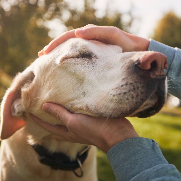 Person caressing a content Labrador's head outdoors