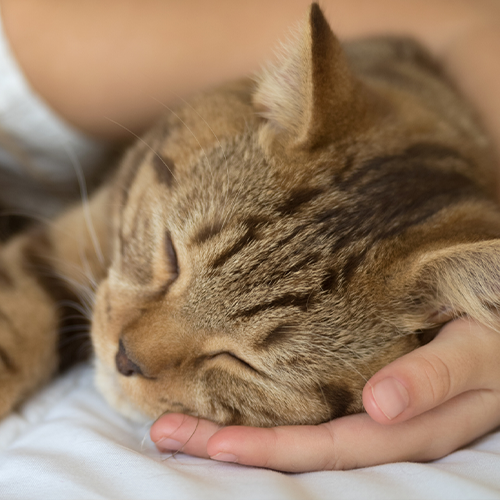 cat sleeping