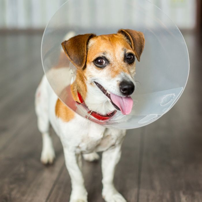 A dog with a protective cone around its neck standing on a wooden floor